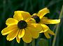 Rudbeckia hirta Indian Summer4